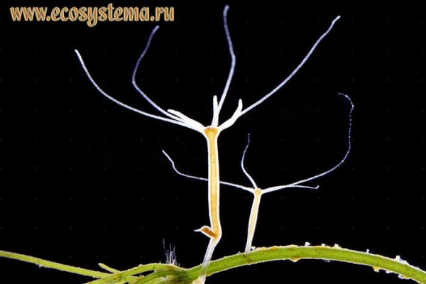 Kraken ссылка onion 2kmp